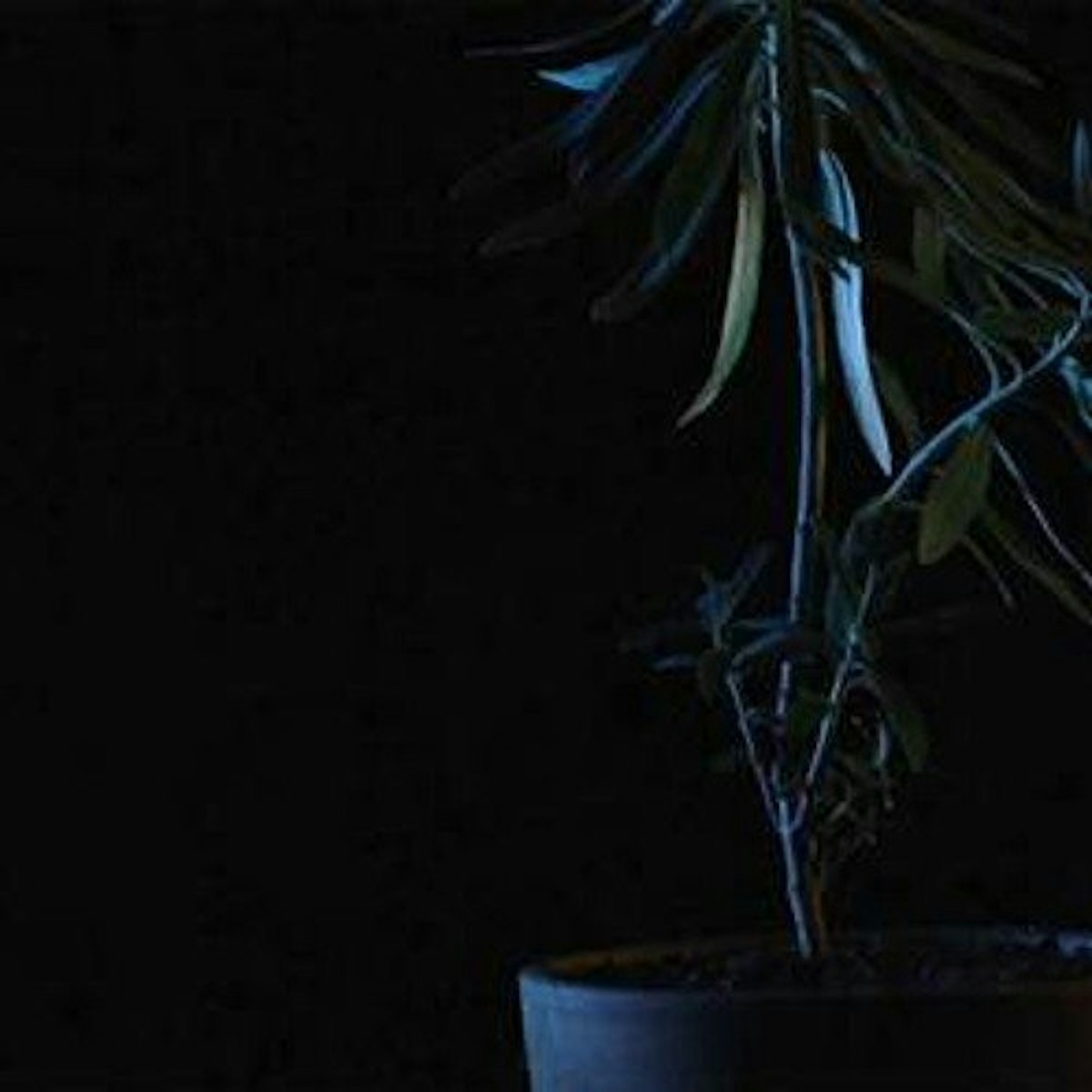 A plant in a dark space with low light